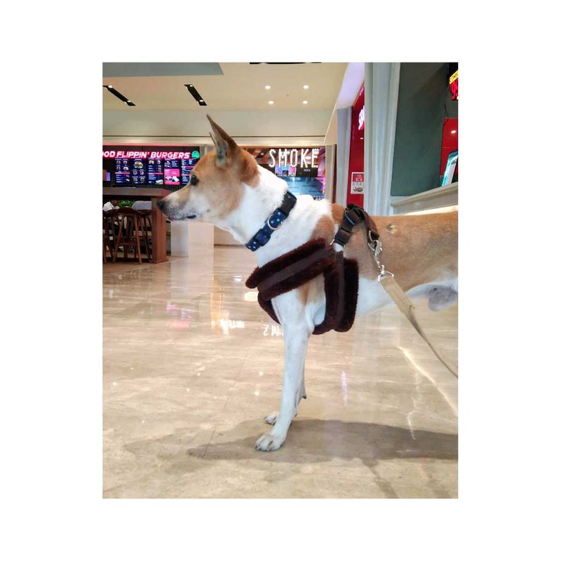 Cozy Dog Harness