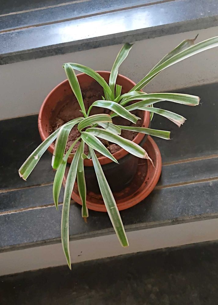 Two well rooted spider plants live