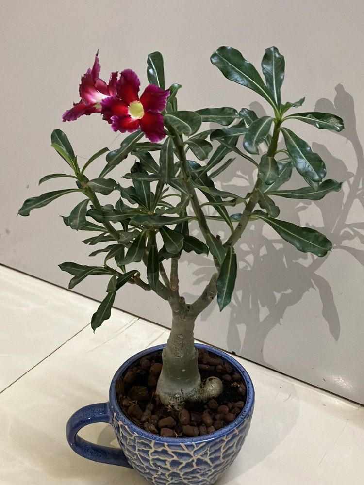 Bonsai  Adenium