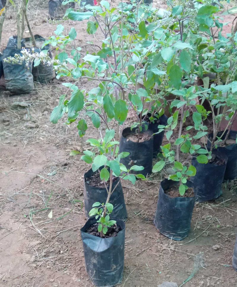 Tulsi And Song Of India Plant