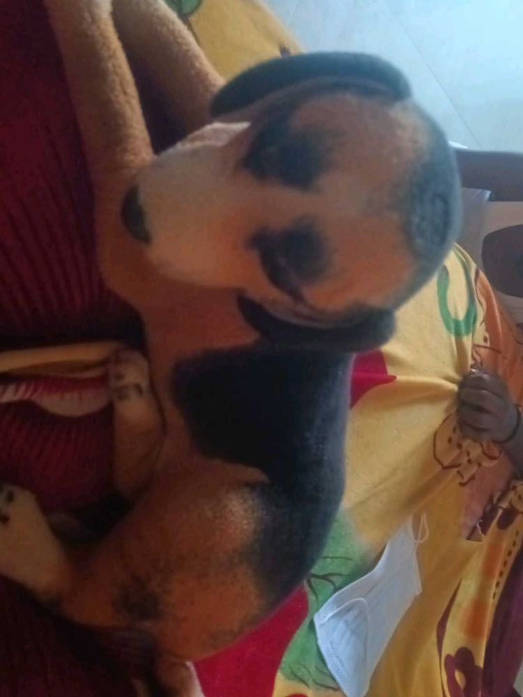 Dog Stuffed Animal
