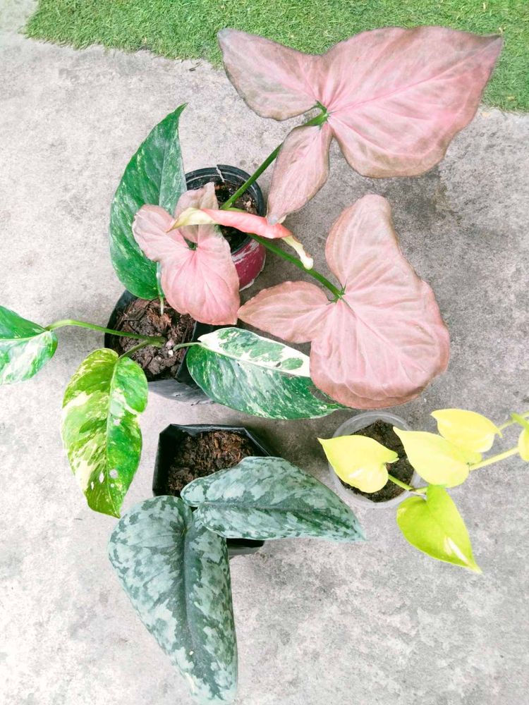 Rare Plant Varities Combo