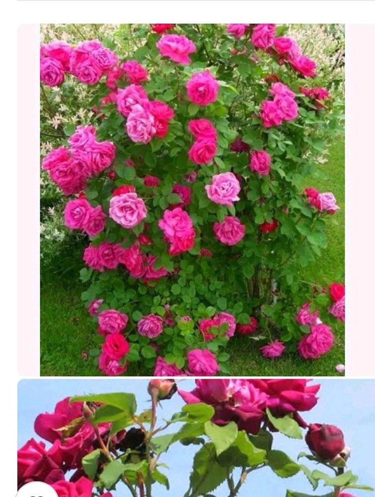 Pink Roses Plant With A Small Pot