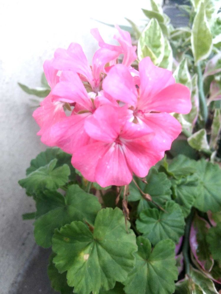 Pink Geranium Plant