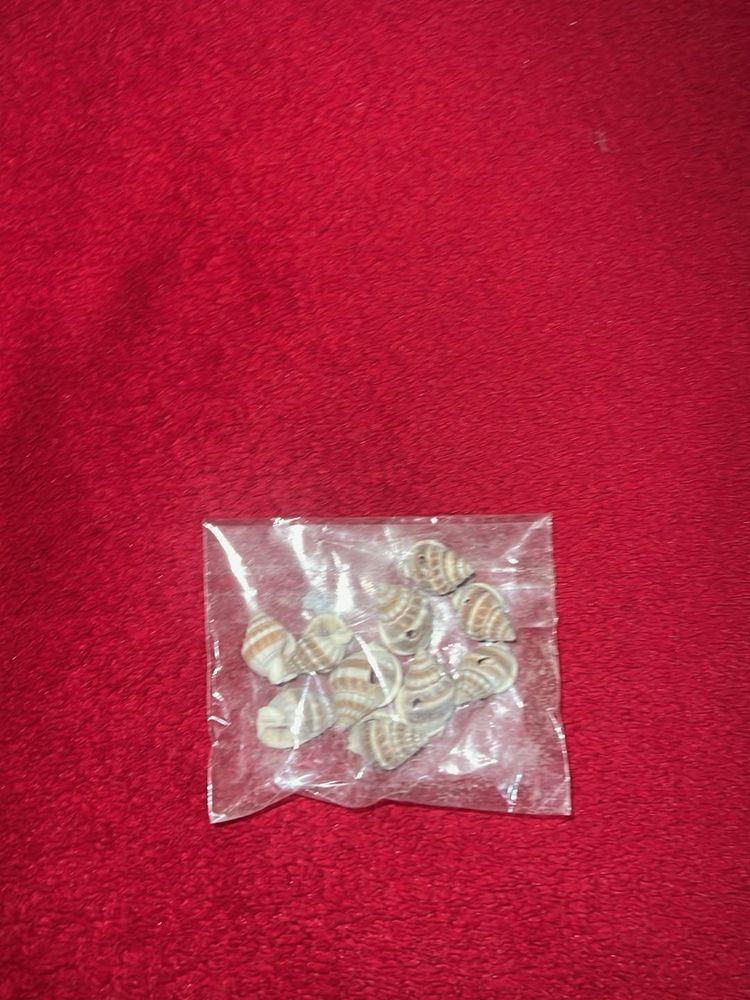 Sea Shells 🐚