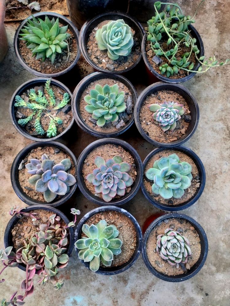 succulent variety