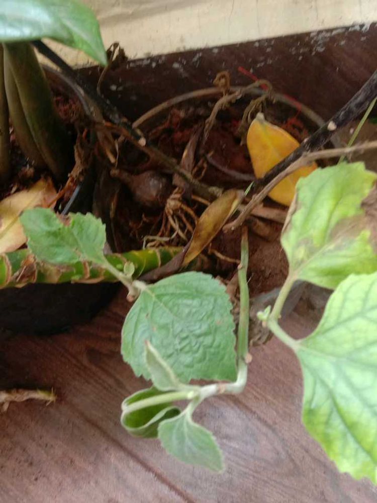 Plant Combo Of10