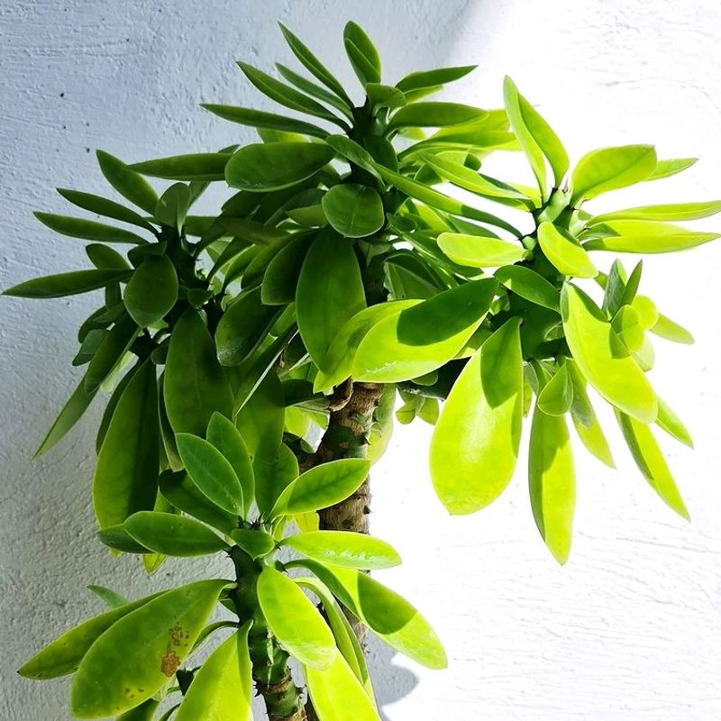 Euphorbia Neriifolia (Indian Spurge)
