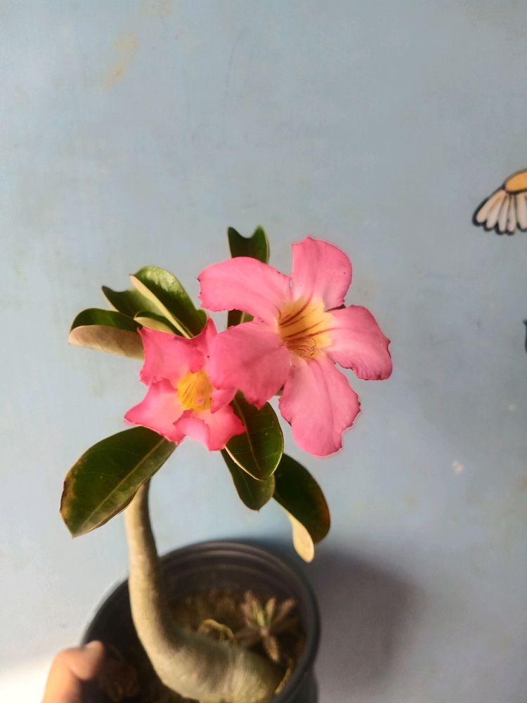 Adenium With Pot
