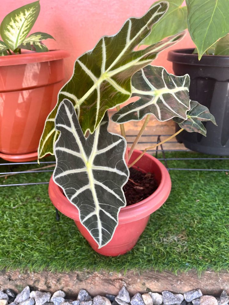 Alocasia amazonica same plant