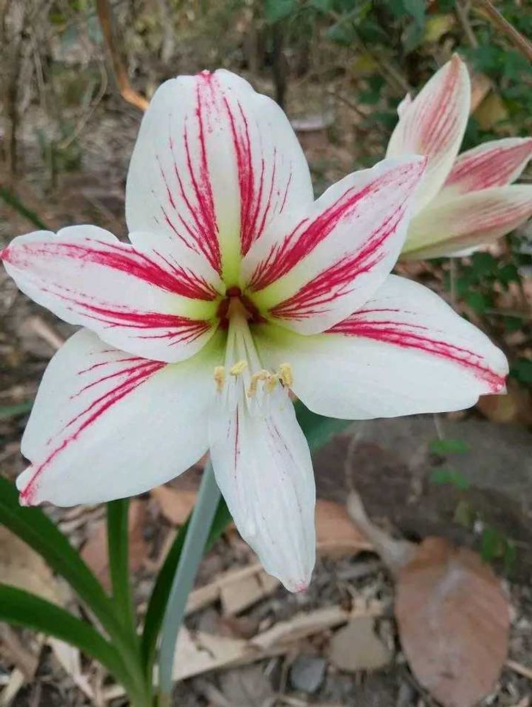 Amaryllis Lilly Bulbs - Set Of 3