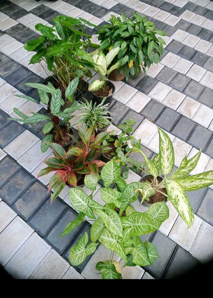 10 Live Root Plants