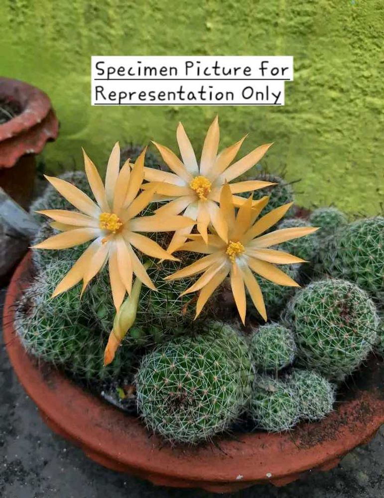 Fishhook Cactus (Yellow Bloom) FerocactusWislizeni