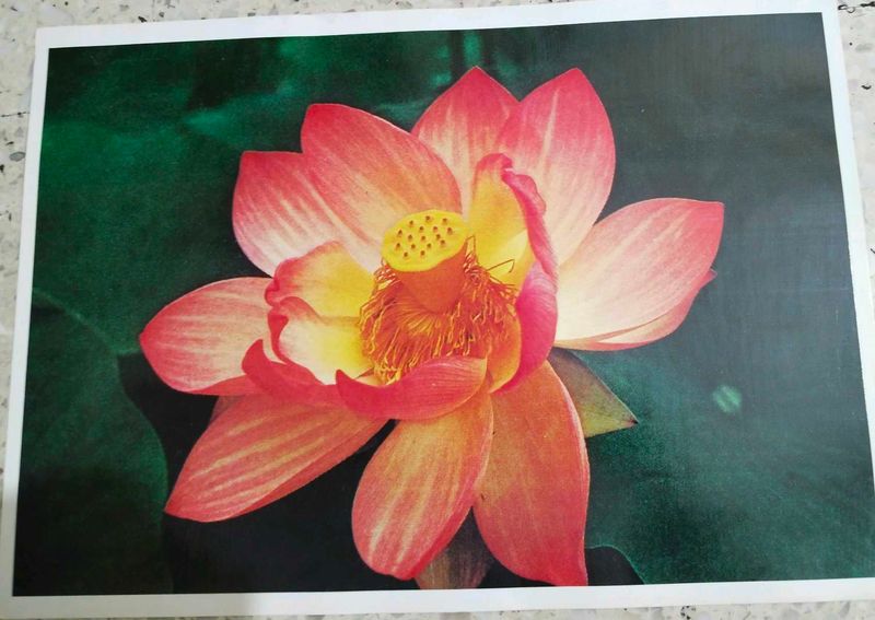 Pretty Red Flower Picture