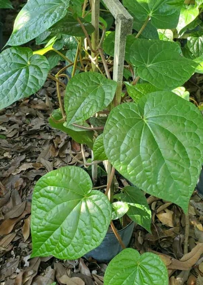 Betel Plant Paan