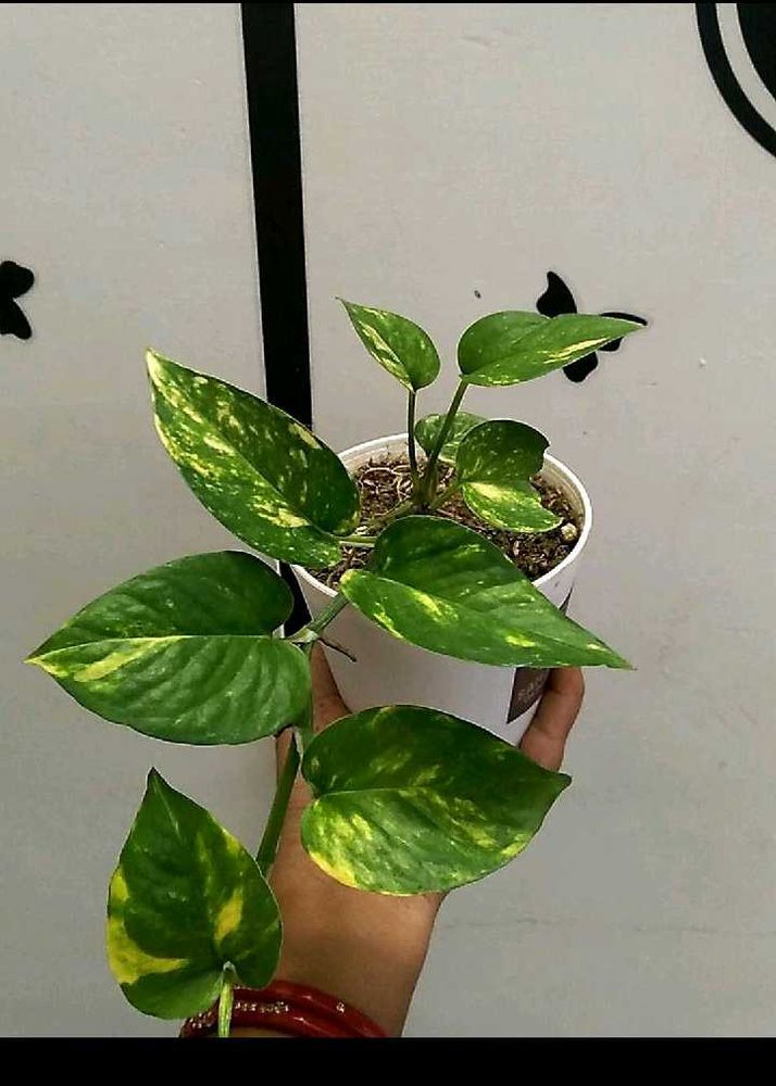Money Plant