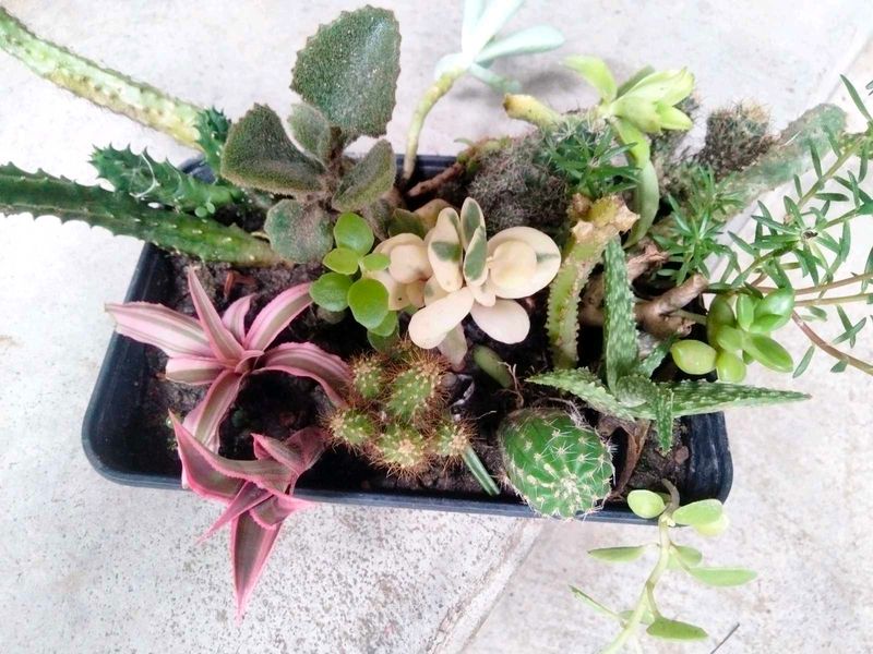 Cactus M Seccullents Collection Offer