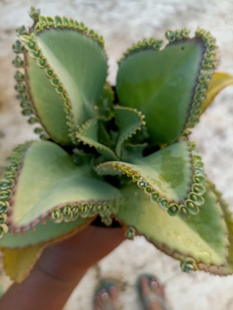 Plants Combo
