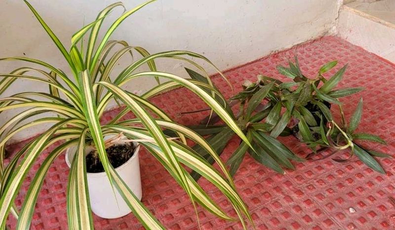 Set 2 Moses In The Cardle &amp; Pandanus veitchiiPlant