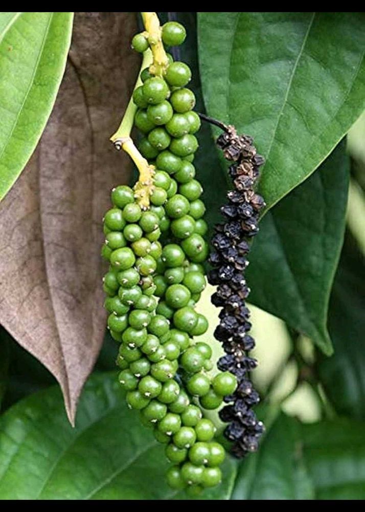 Fresh Black Peppercorns Plant