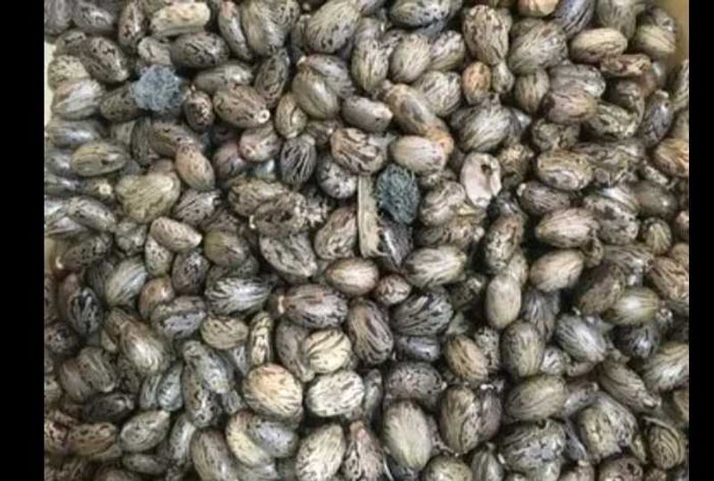Raw Castor seeds