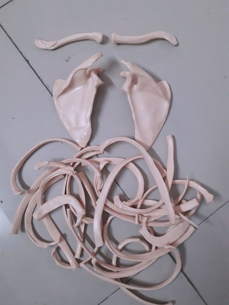 Bones Set-1 For Medical Students!! (Thorax)