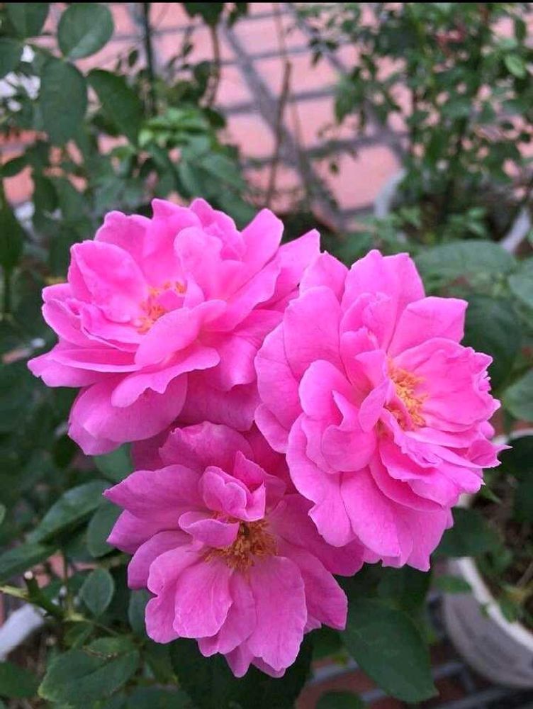 Offer 🥳🥳Pink Rose Stems🌹🌹🌹