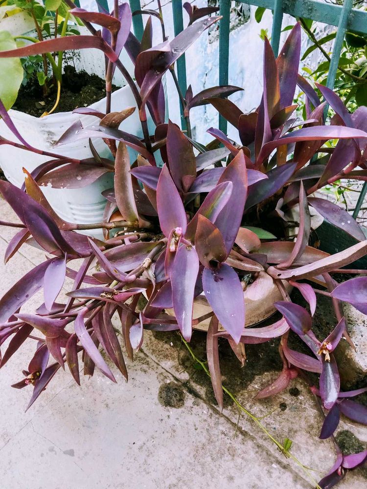 Purple Heart Plant