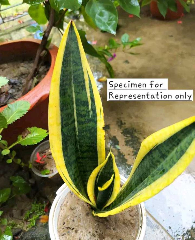 Sansevieria Trifasciata- Yellow Border Snake Plant
