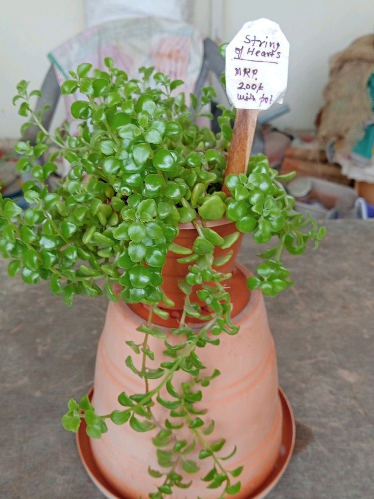 String Of TANGLED Hearts