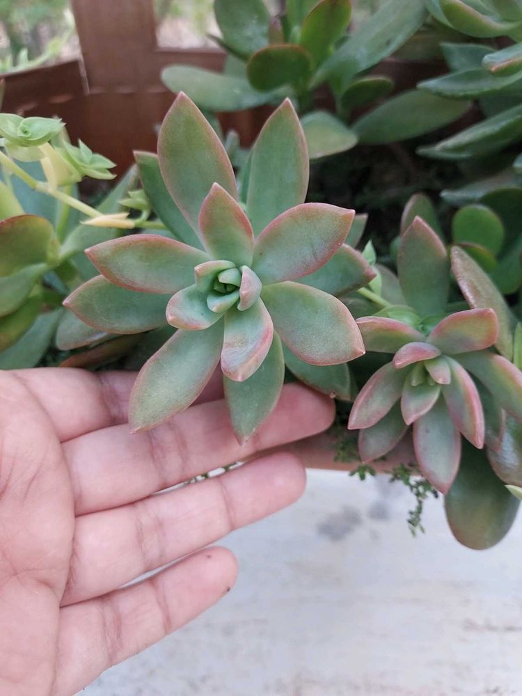 Live SUCCULENT Plant