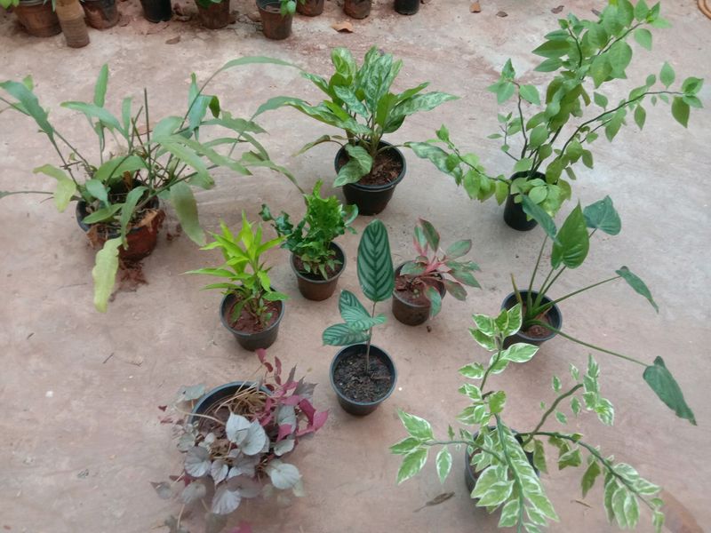 10 Plants