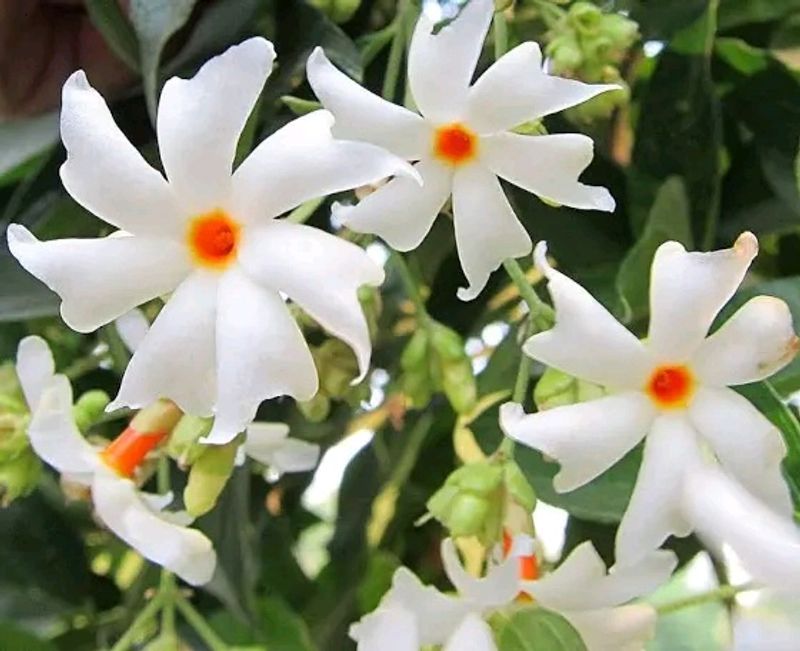 Parijatha Seeds