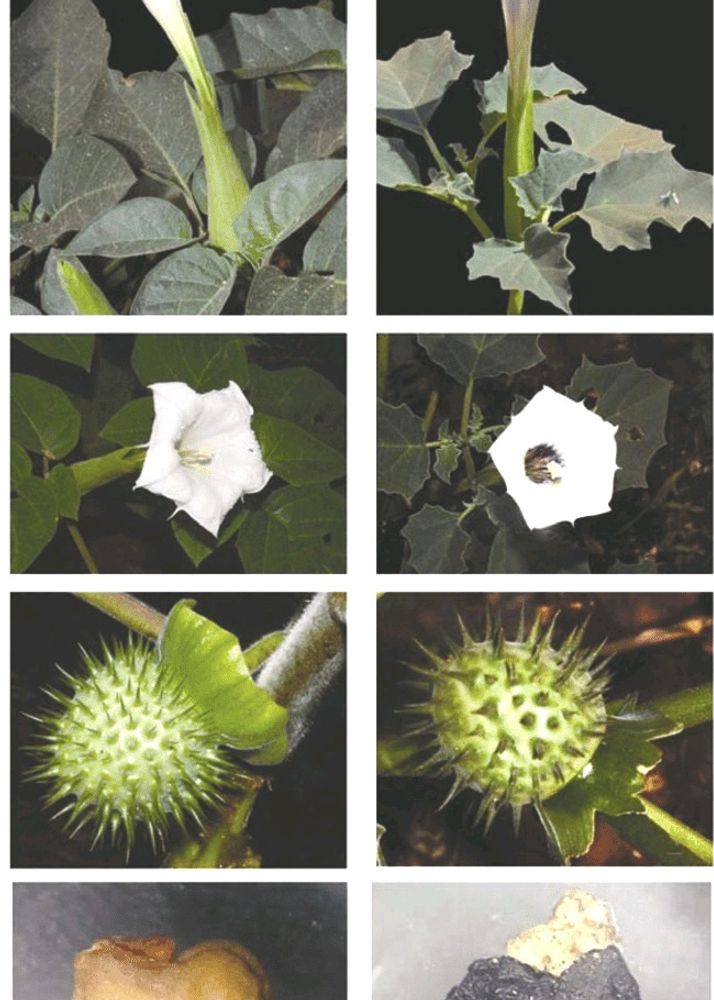 Datura Moon flower Seeds