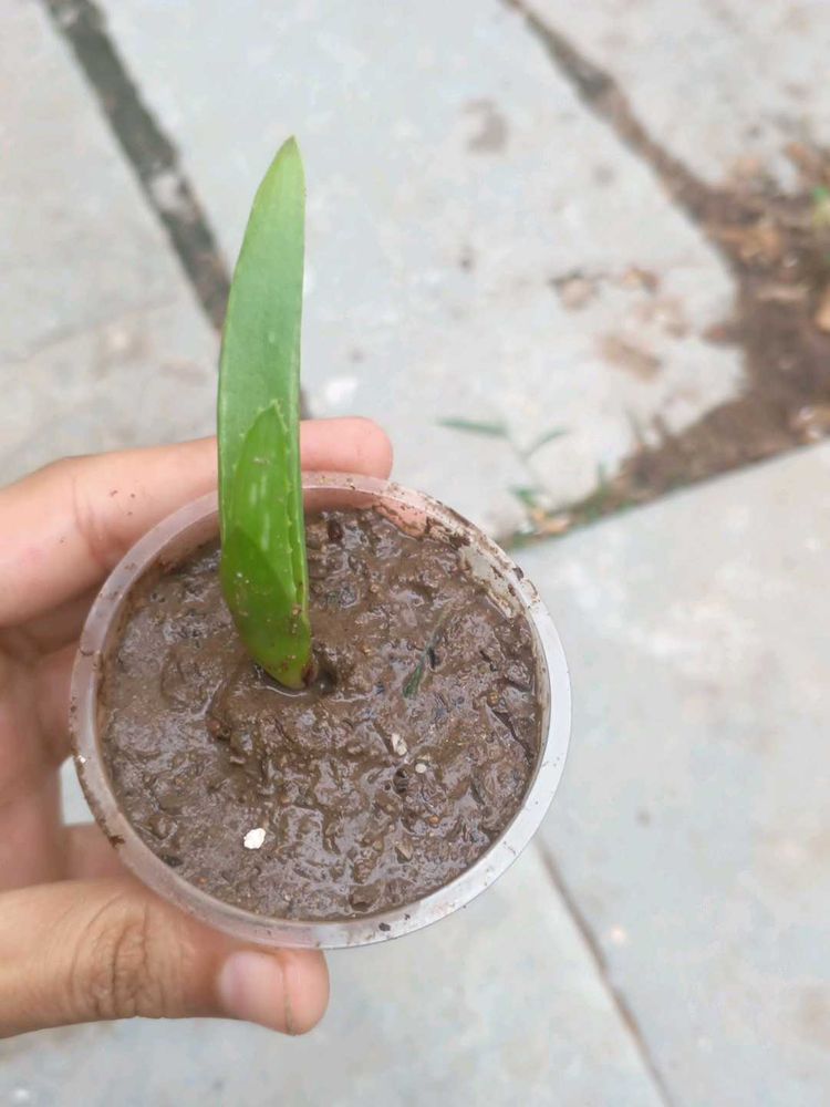 fresh organic aelovera plants
