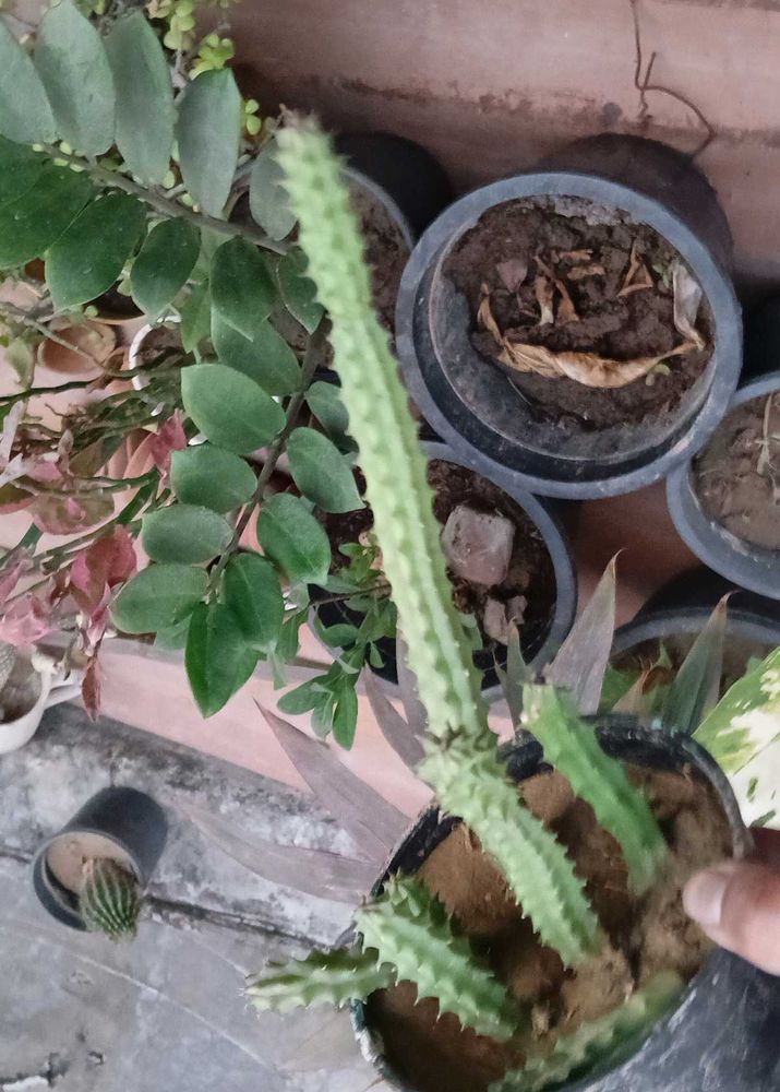 flowering Cactus Plant