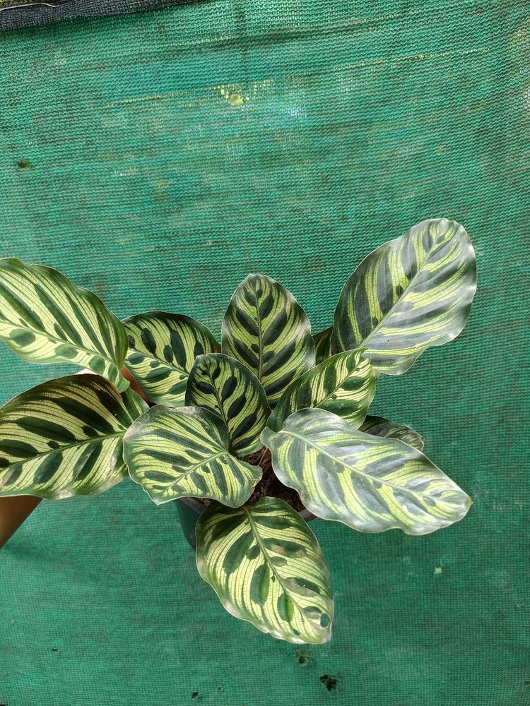 Peacock Plant