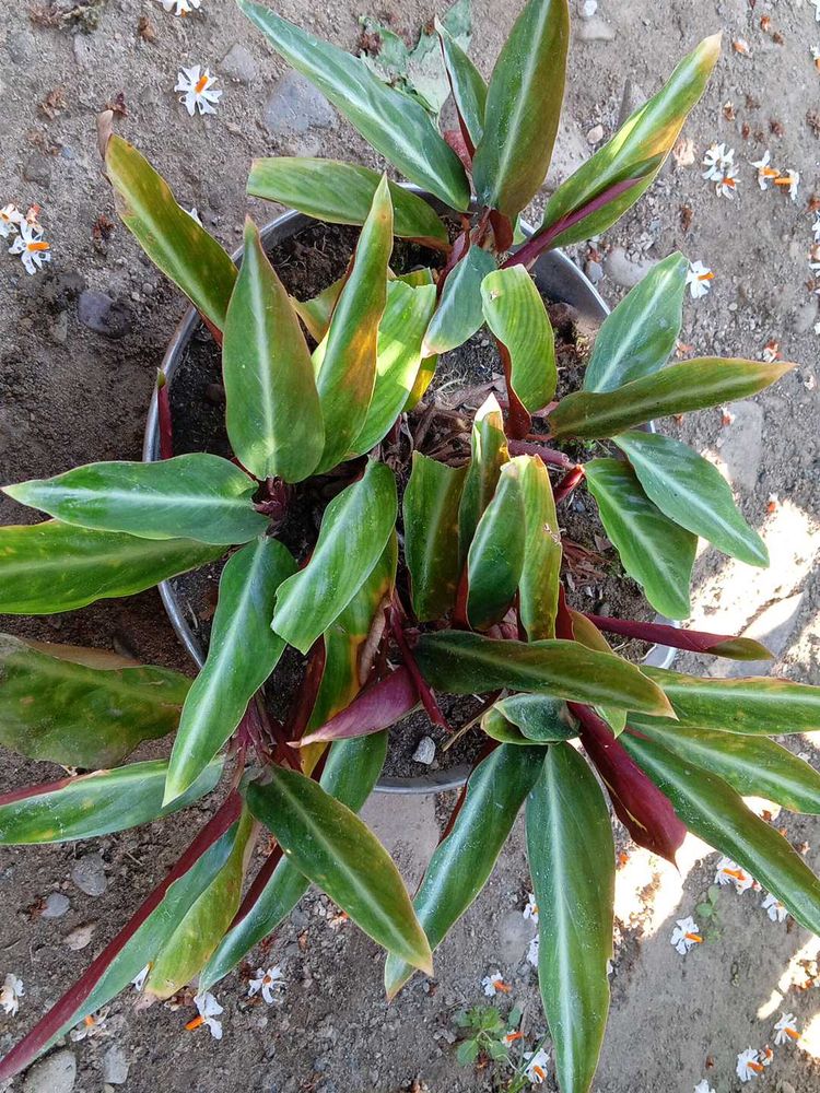 Stromenthe Striostar Magicstar plant
