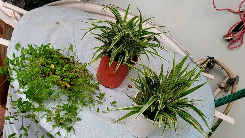 Set 3 Chlorophytum laxum &amp; Turtle Plants