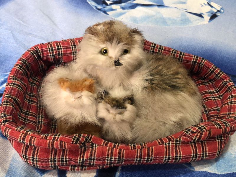 Soft Toys