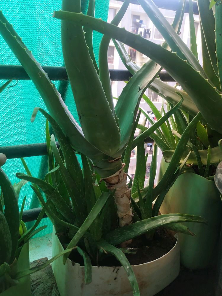 One Big Ayurvedic Healthy Alovera