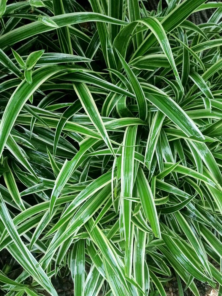 spider plant