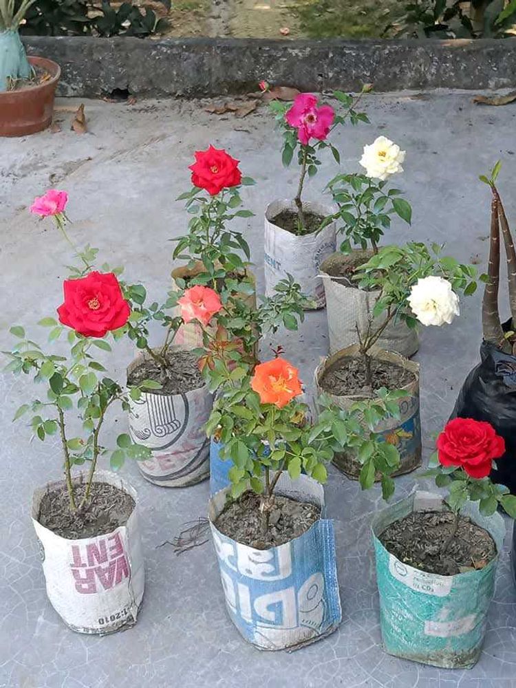 Colourful Rose Live Plant Pack Of 2