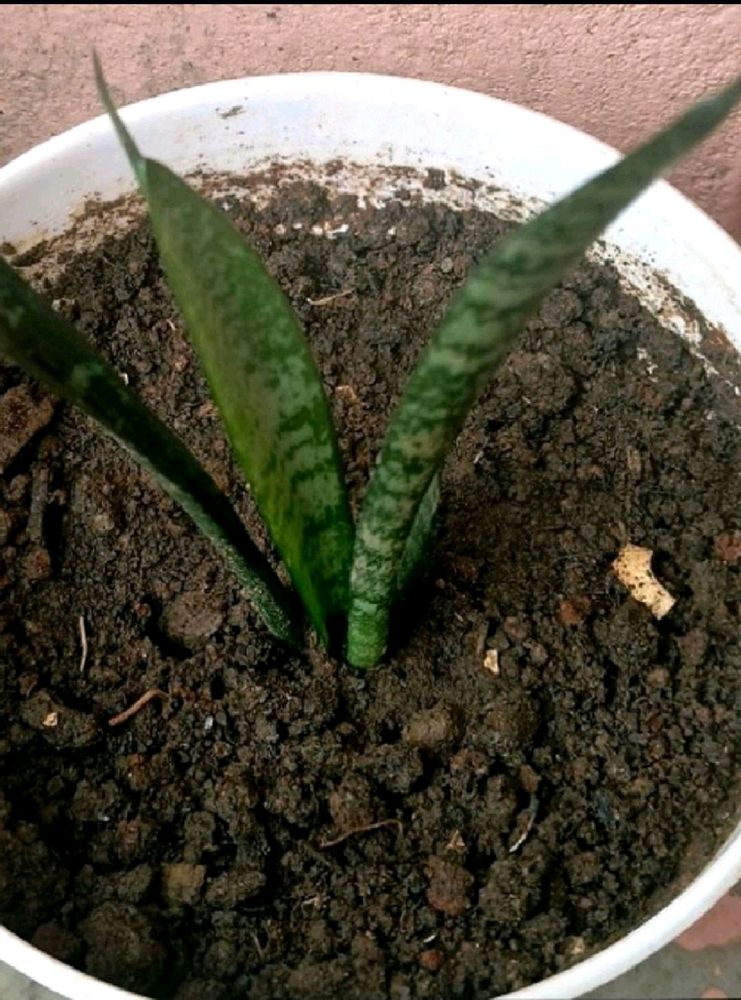Snack Plant 🌵