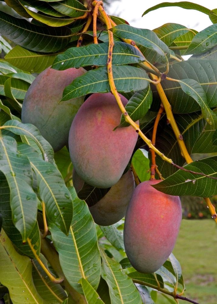 Hybrid Mango Plant