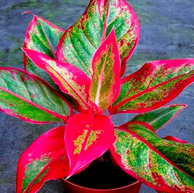 4 Diff Plant Aglaonema Red Emerald