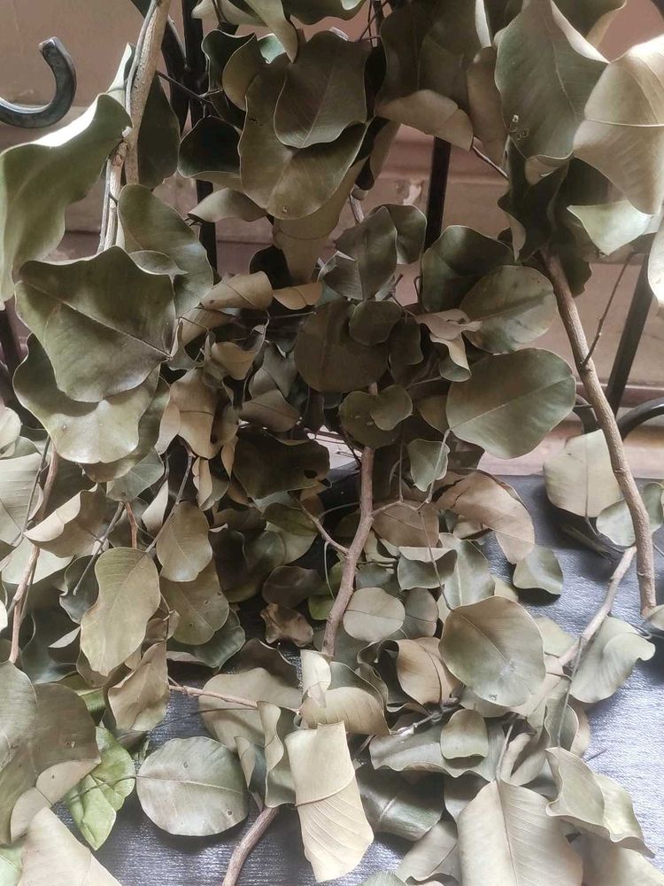 Herbal Dry Sandalwood(Chandan) Leaves 100gm