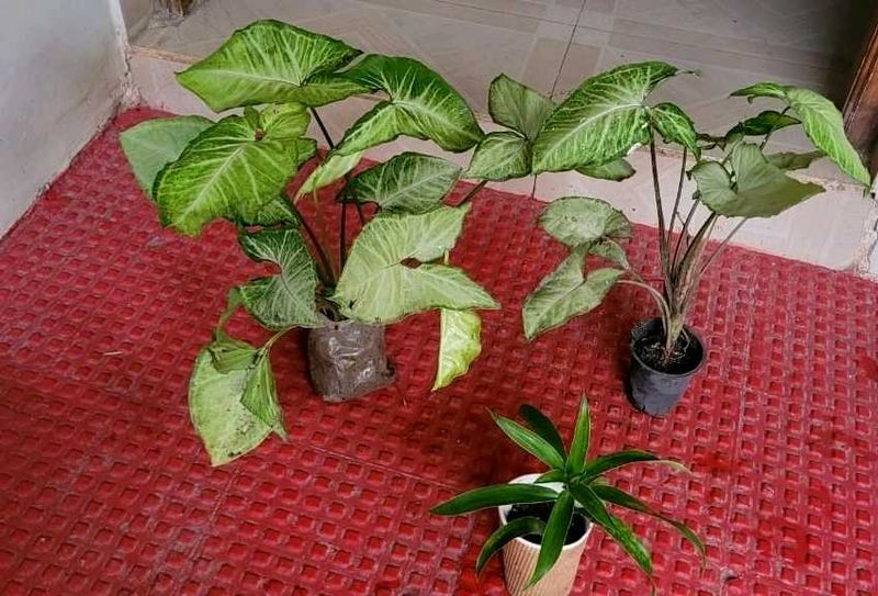 Set 3 Arrowhead &amp; Dracaena Dragon Plants