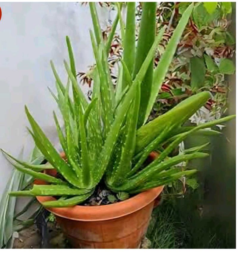 Aloe Vera Plants Original