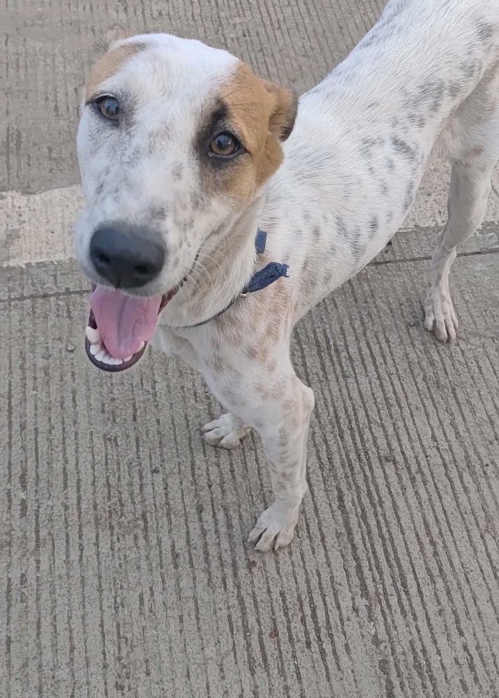 Cute Dog Ready for a New Home